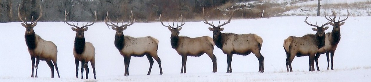 Through A Hunter's Eyes