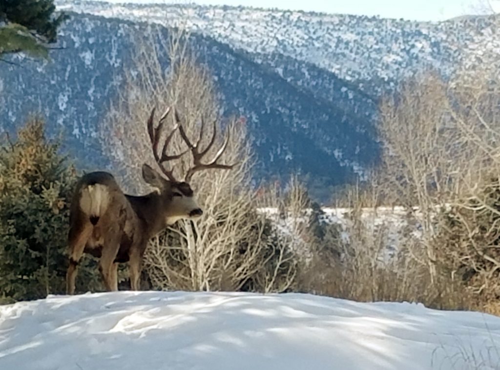 Colorado Mule Deer