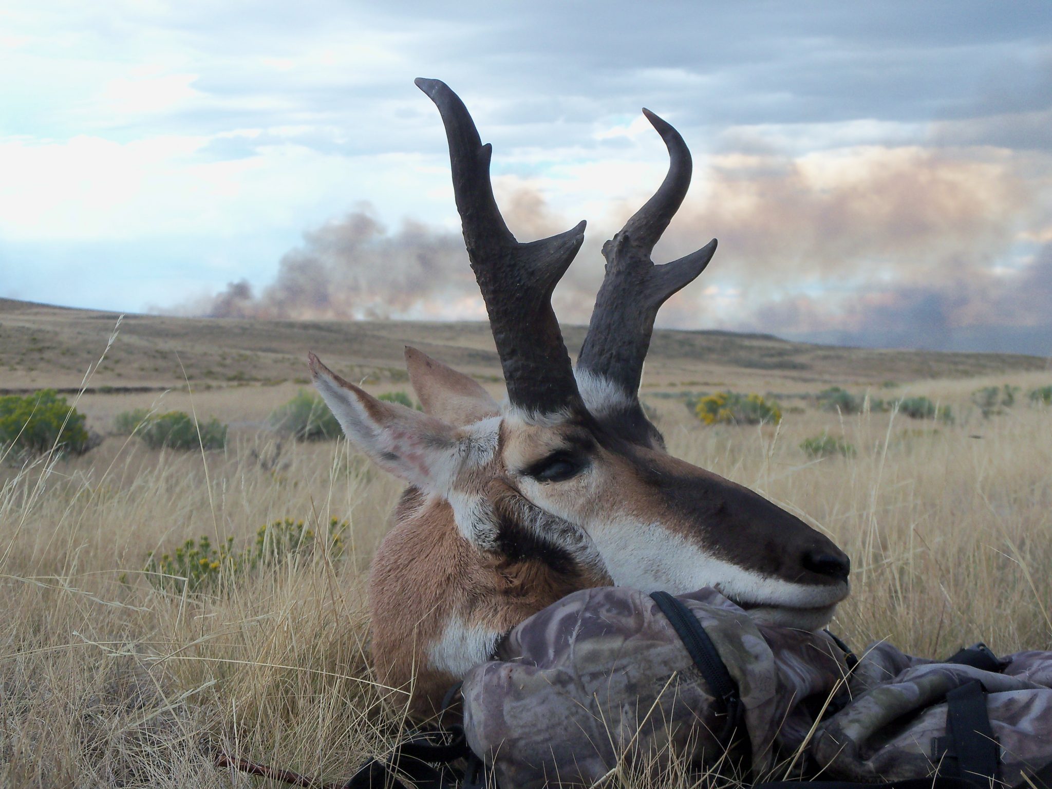 pronghorns & coyotes & fires…you say?