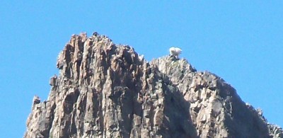 a photo of a jagged peak in the maroon bells wilderness area, with a trophy mountain goat standing on top. Taken on a mountain goat hunting trip in colorado