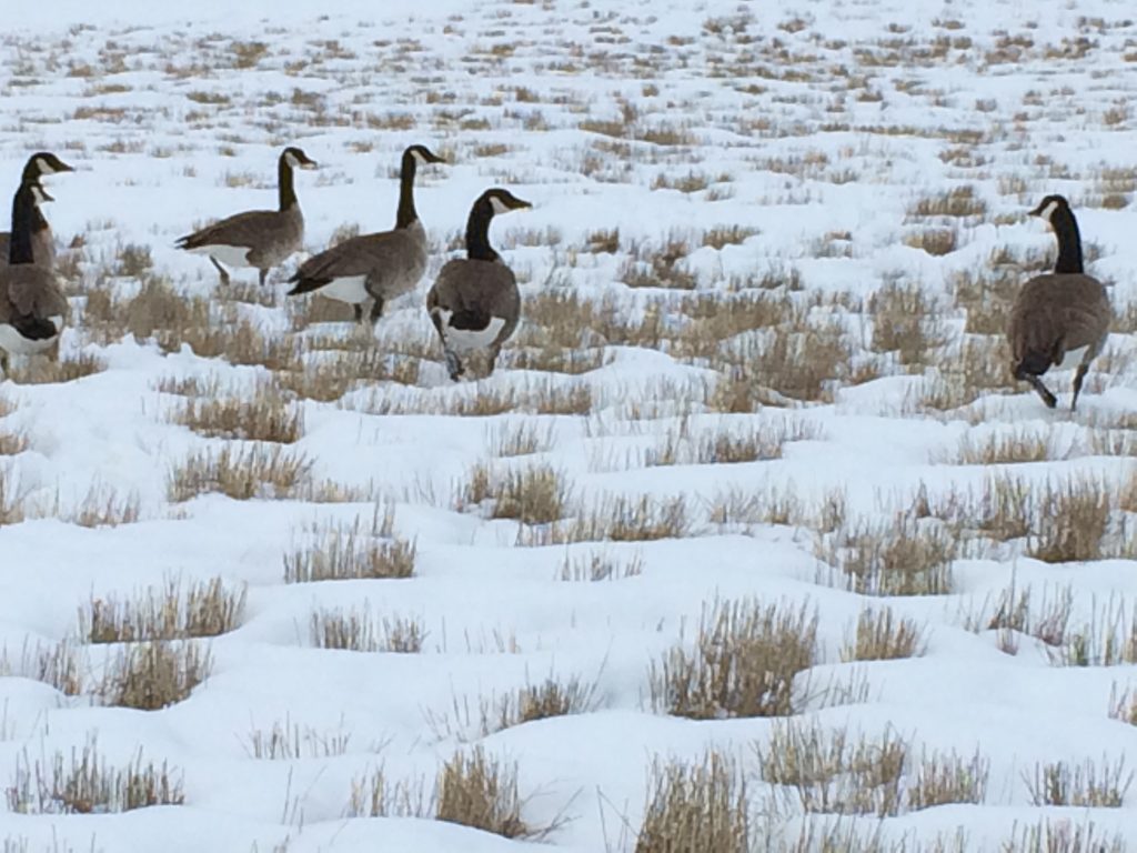 Canada Geese on the Feed in Winter Snow