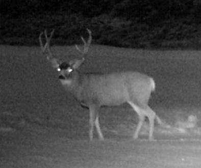 Night Crossing - Through A Hunter’s Eyes