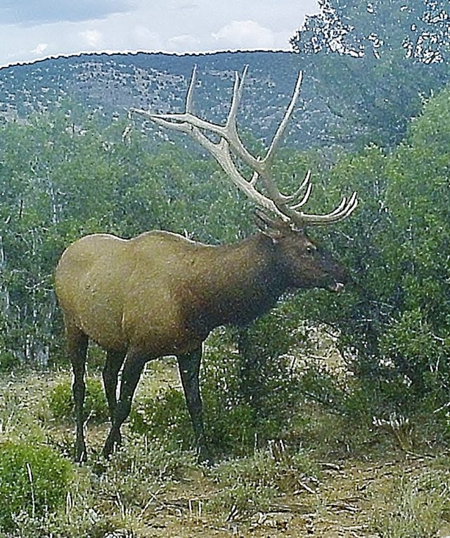 A World Record Elk - Through A Hunter's Eyes